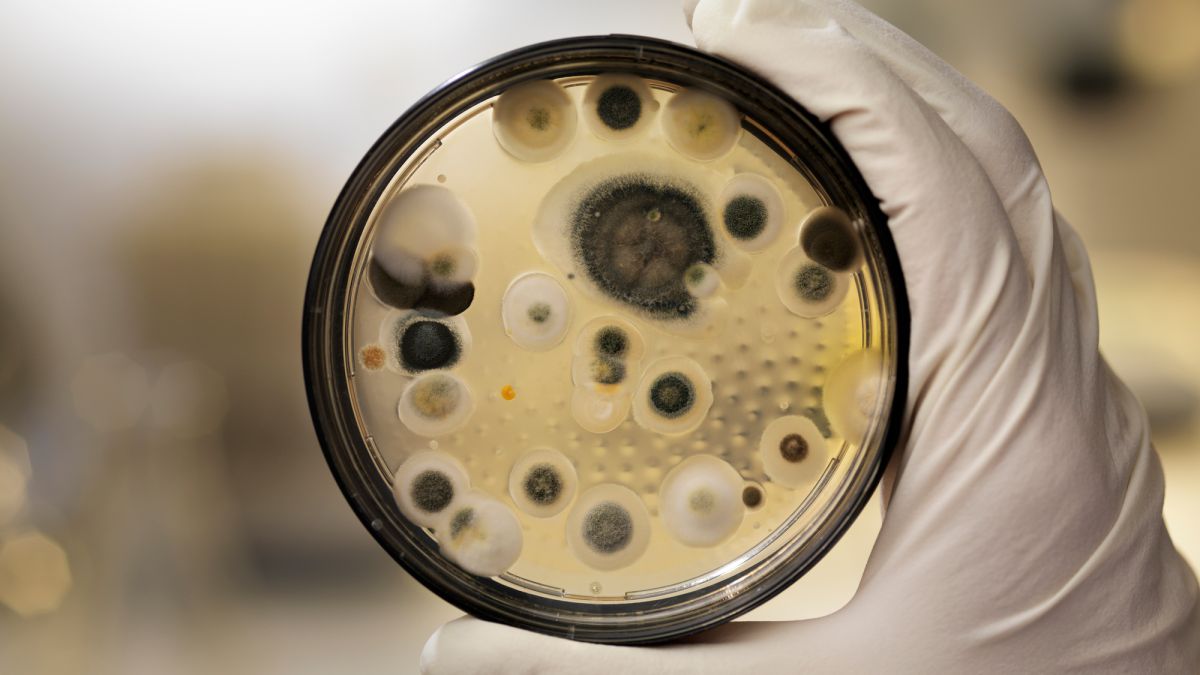 Musty Smell? What Central Arkansas Homeowners Should Know About Mold