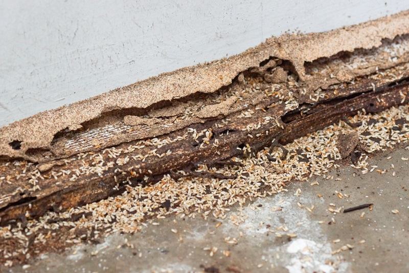 Termites in Central Arkansas: What I See in August